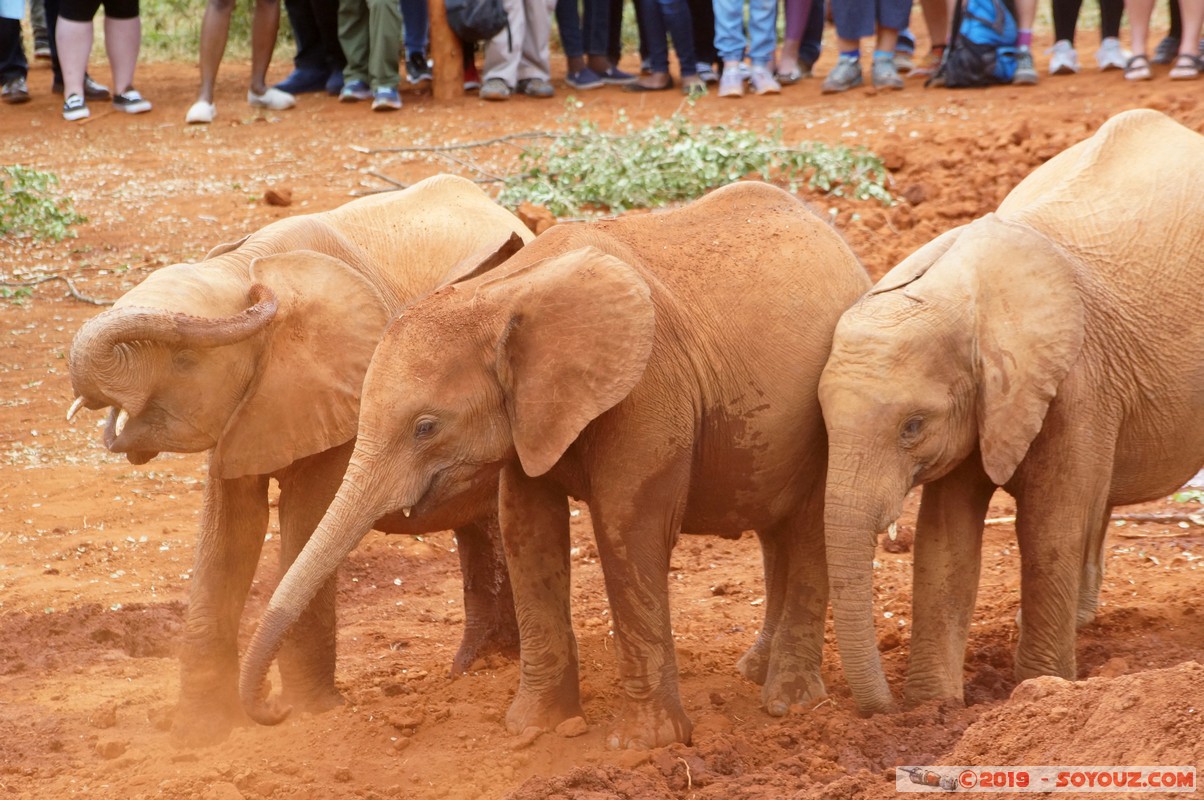 Nairobi - Sheldrick Elephant Orphanage
Mots-clés: KEN Kenya Mbagathi Nairobi Area Sheldrick Elephant & Rhino Orphanage animals Elephant