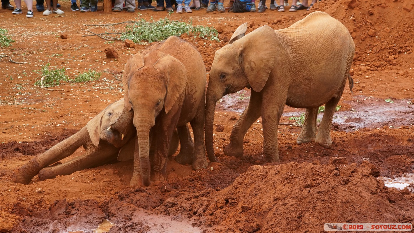 Nairobi - Sheldrick Elephant Orphanage
Mots-clés: KEN Kenya Mbagathi Nairobi Area Sheldrick Elephant & Rhino Orphanage animals Elephant