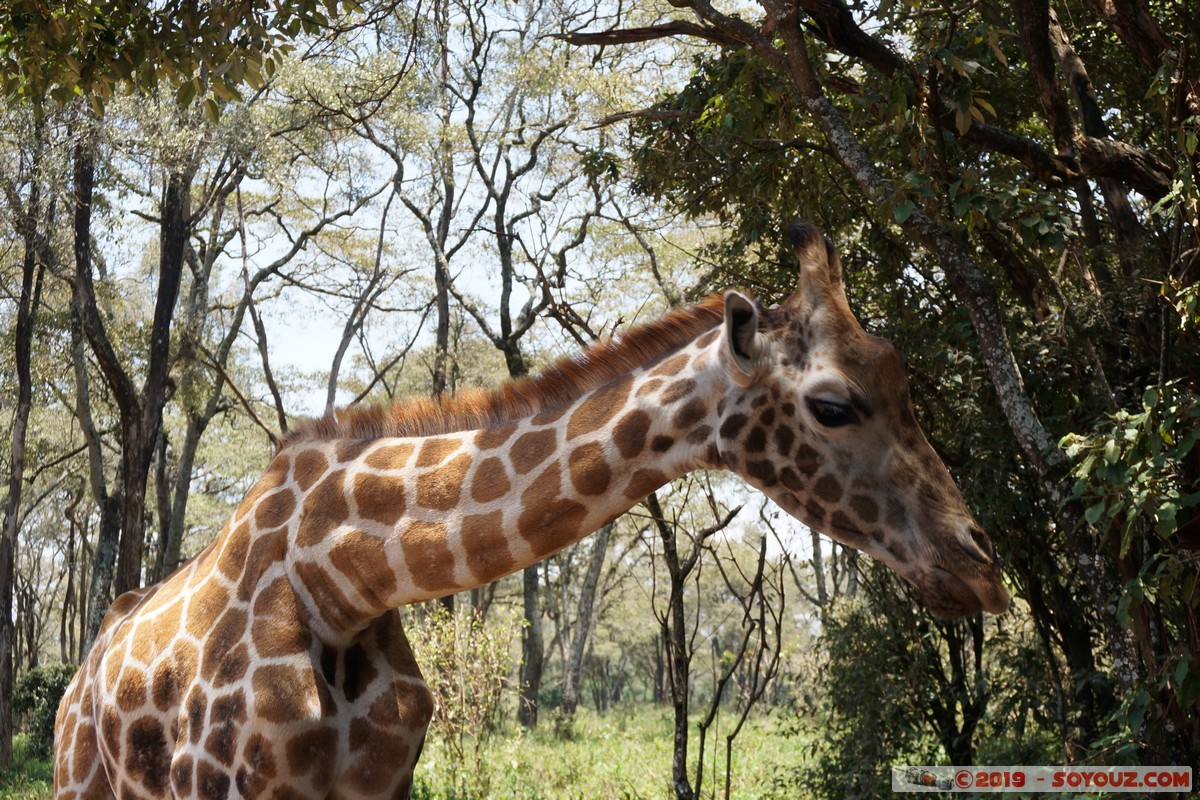 Nairobi - Giraffe Centre
Mots-clés: KEN Kenya Nairobi Area Giraffe Centre animals Giraffe