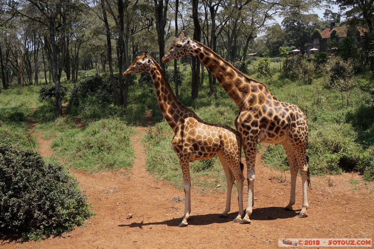 Nairobi - Giraffe Centre
Mots-clés: KEN Kenya Nairobi Area Giraffe Centre animals Giraffe