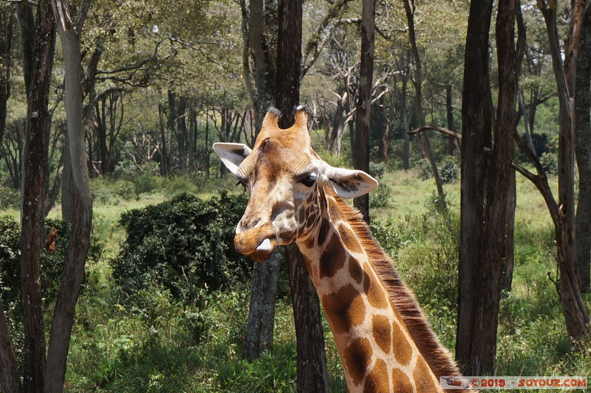 Nairobi - Giraffe Centre
Mots-clés: KEN Kenya Nairobi Area Giraffe Centre animals Giraffe