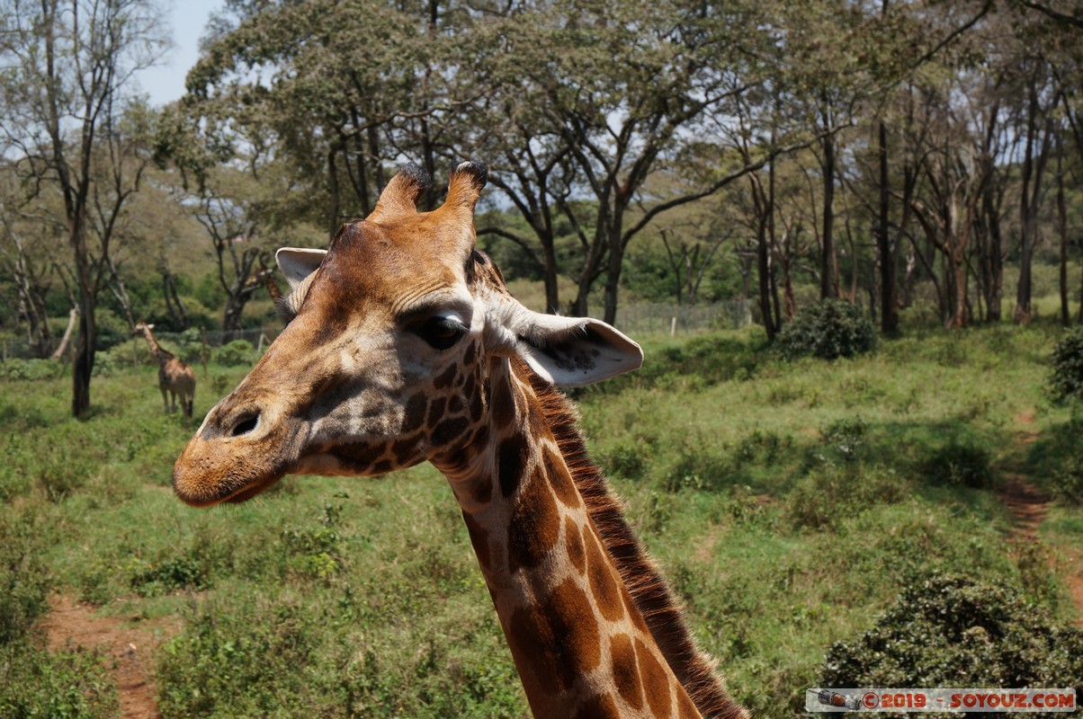 Nairobi - Giraffe Centre
Mots-clés: KEN Kenya Nairobi Area Giraffe Centre animals Giraffe