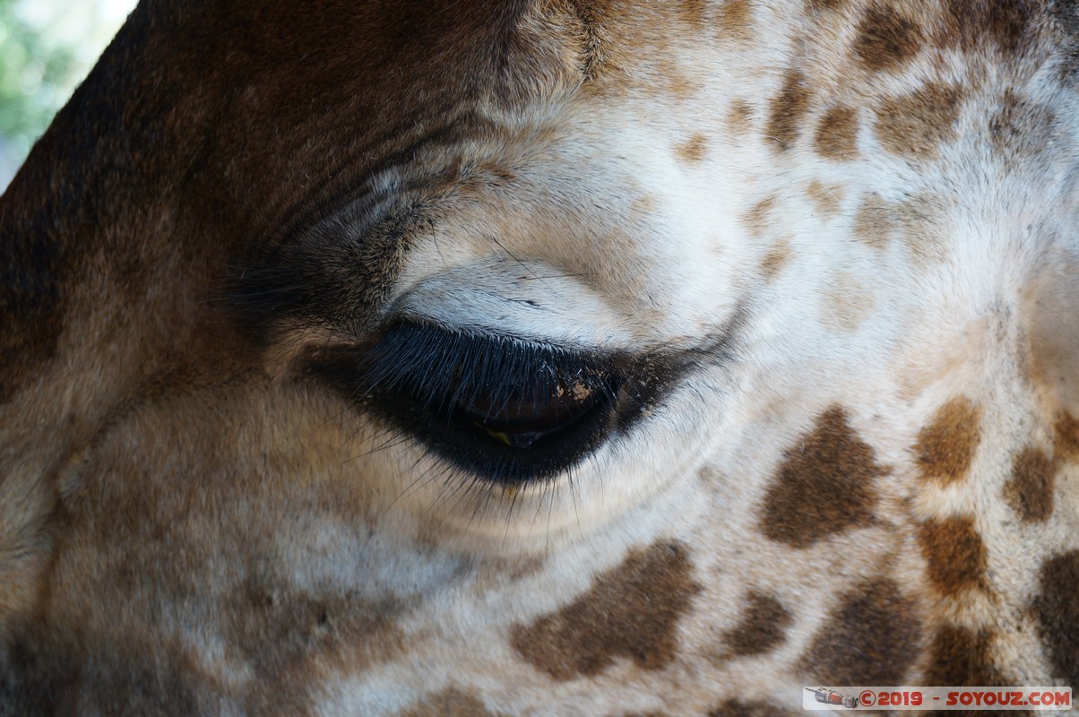 Nairobi - Giraffe Centre
Mots-clés: KEN Kenya Nairobi Area Giraffe Centre animals Giraffe