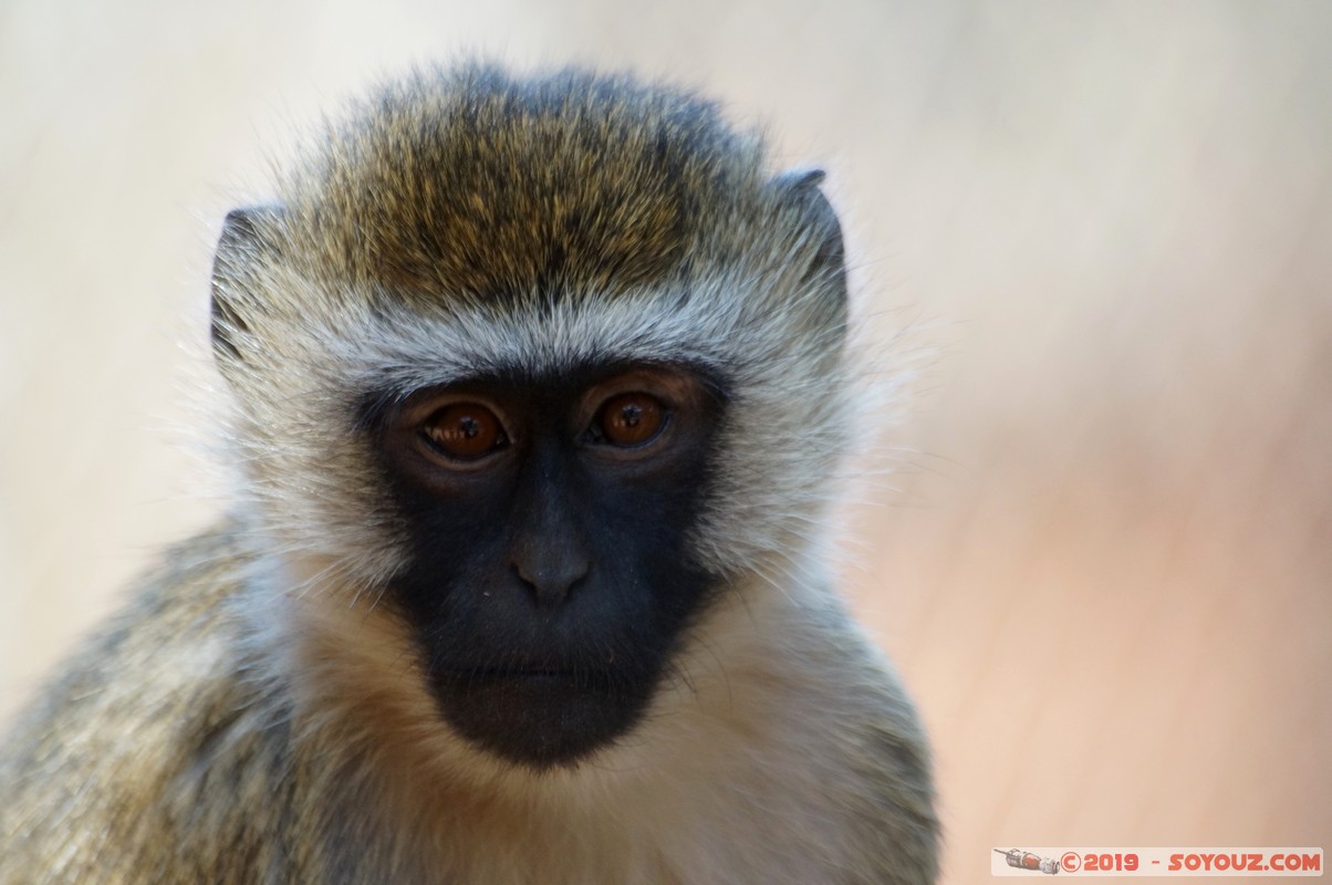 Nairobi - Animal Orphanage - Vervet Monkey
Mots-clés: KEN Kenya Nairobi Area Animal Orphanage animals singes Vervet