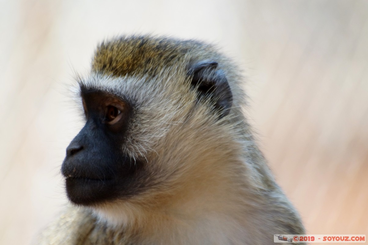 Nairobi - Animal Orphanage - Vervet Monkey
Mots-clés: KEN Kenya Nairobi Area Animal Orphanage animals singes Vervet