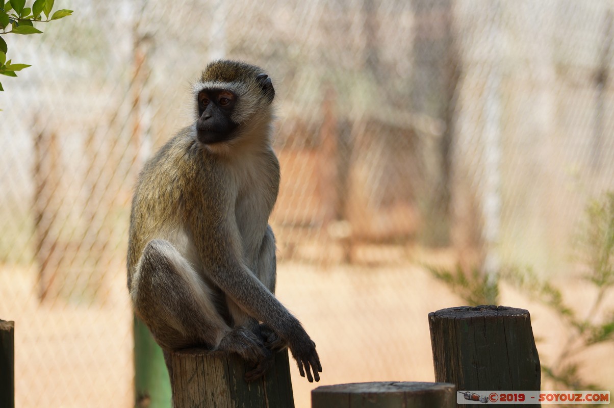 Nairobi - Animal Orphanage - Vervet Monkey
Mots-clés: KEN Kenya Nairobi Area Animal Orphanage animals singes Vervet