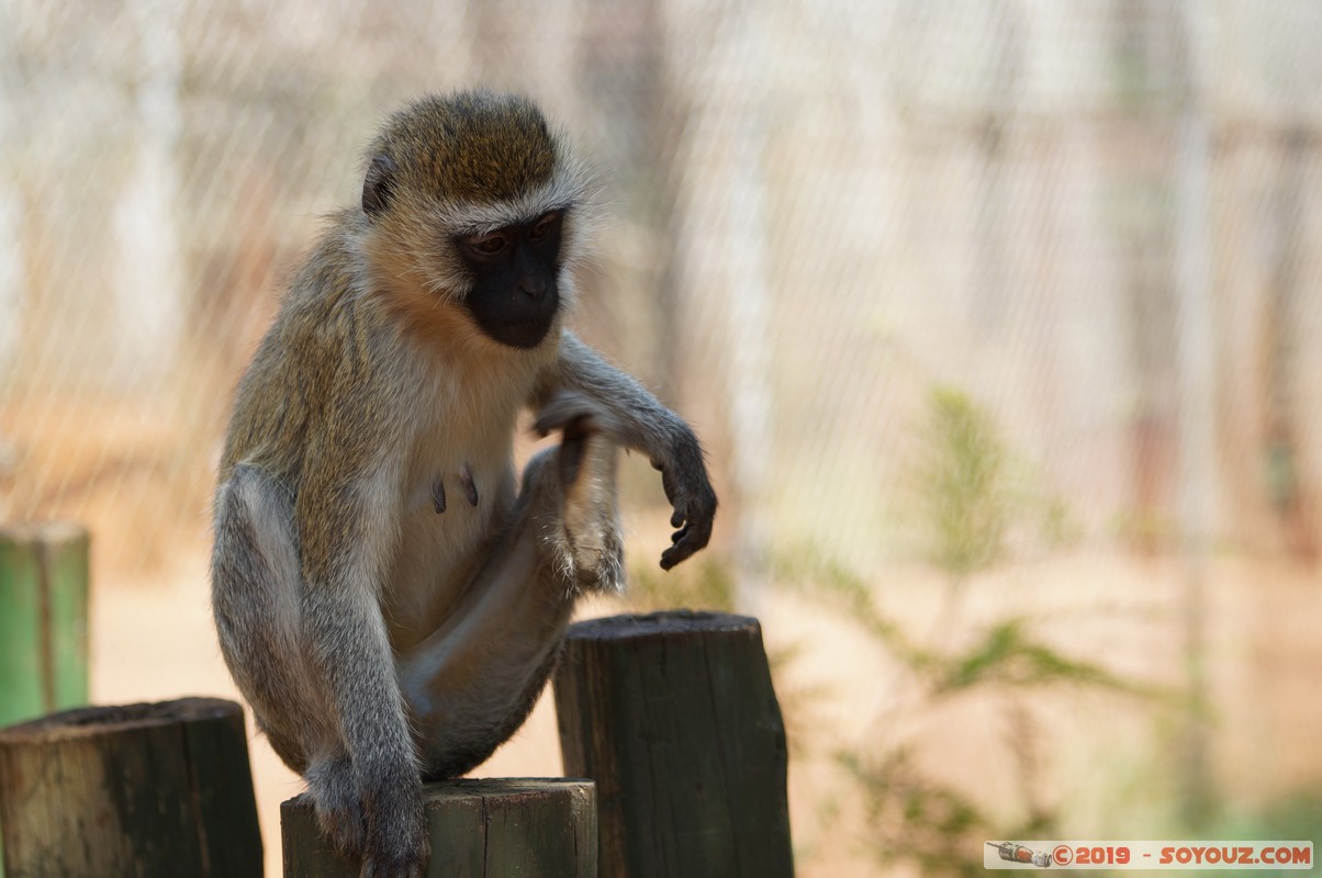 Nairobi - Animal Orphanage - Vervet Monkey
Mots-clés: KEN Kenya Nairobi Area Animal Orphanage animals singes Vervet