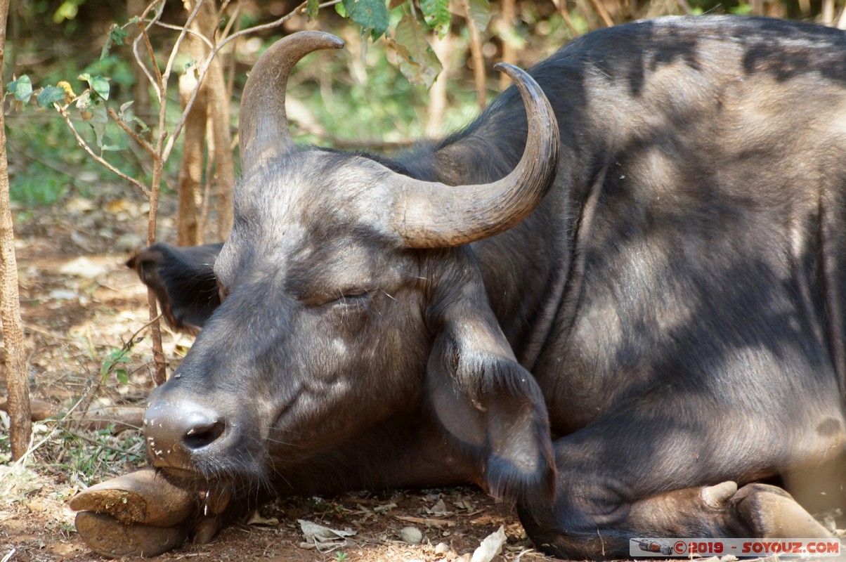 Nairobi - Animal Orphanage - Buffalo
Mots-clés: KEN Kenya Nairobi Area Animal Orphanage animals Buffle