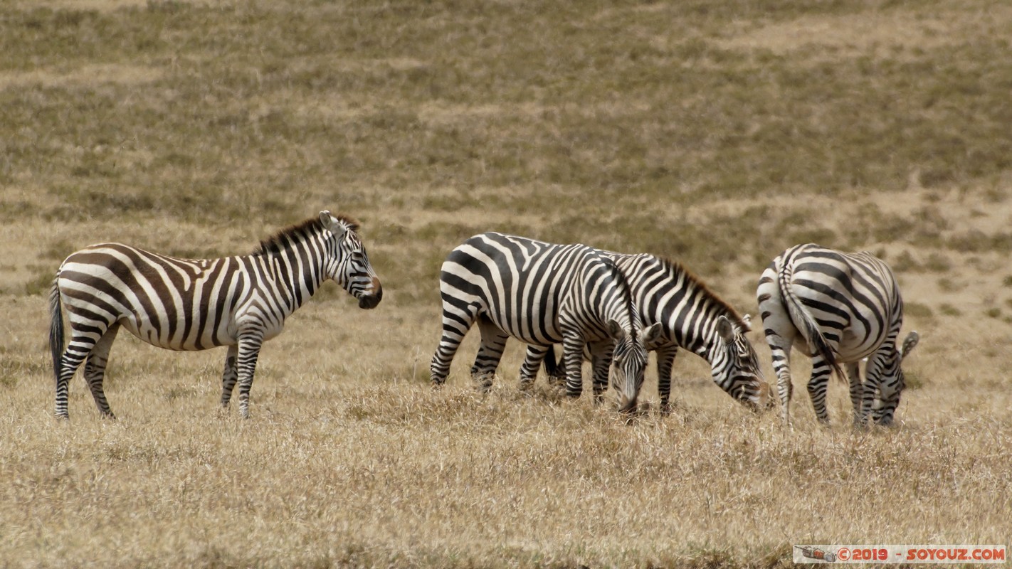 Hell's Gate - Zebra
Mots-clés: KEN Kenya Longonot Nakuru Hell's Gate animals zebre