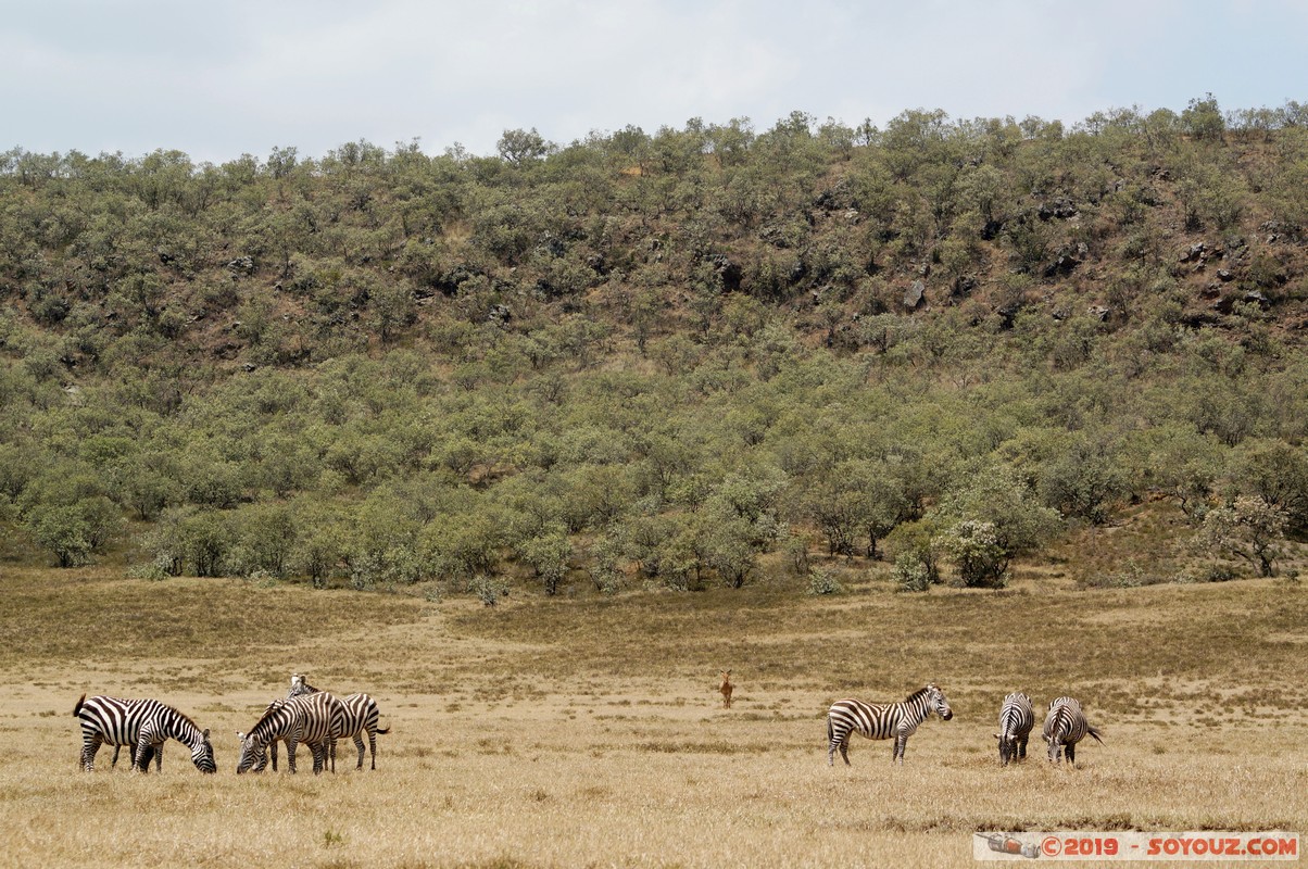 Hell's Gate - Zebra
Mots-clés: KEN Kenya Longonot Nakuru Hell's Gate animals zebre