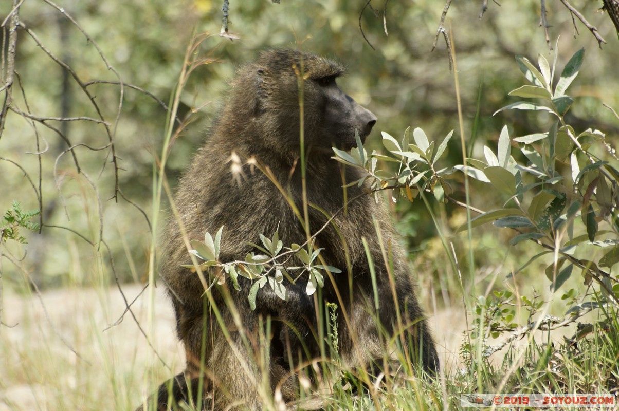 Hell's Gate - Baboons
Mots-clés: KEN Kenya Lolonito Narok Hell's Gate animals Babouin singes