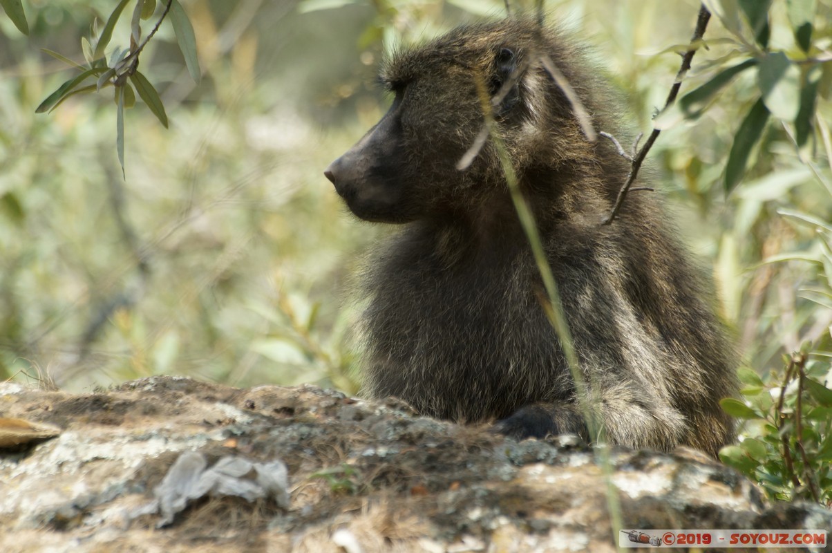 Hell's Gate - Baboons
Mots-clés: KEN Kenya Lolonito Narok Hell's Gate animals Babouin singes