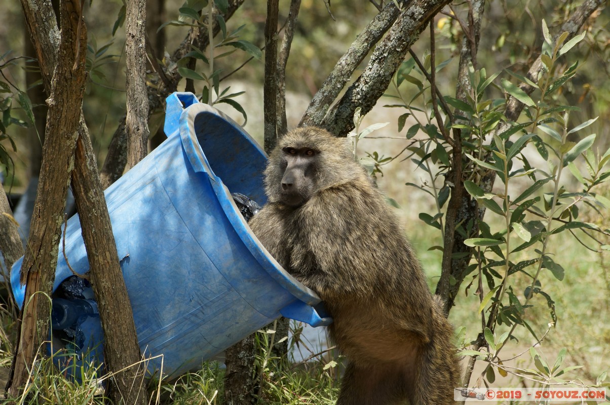 Hell's Gate - Baboons
Mots-clés: KEN Kenya Lolonito Narok Hell's Gate animals Babouin singes