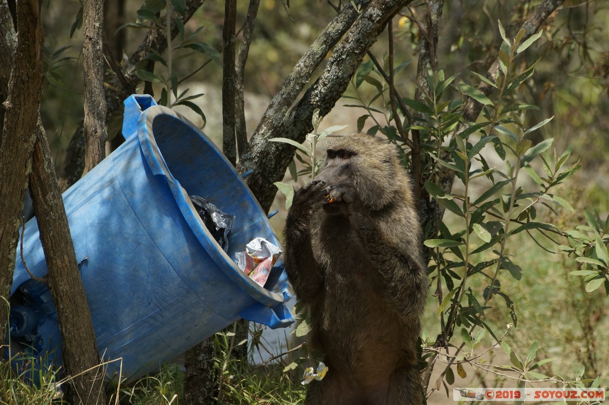 Hell's Gate - Baboons
Mots-clés: KEN Kenya Lolonito Narok Hell's Gate animals Babouin singes