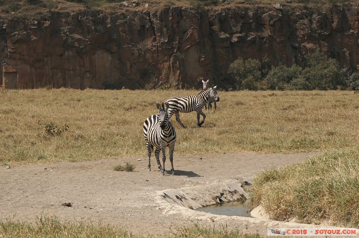 Hell's Gate - Zebra
Mots-clés: Hippo Point KEN Kenya Nakuru Hell's Gate animals zebre