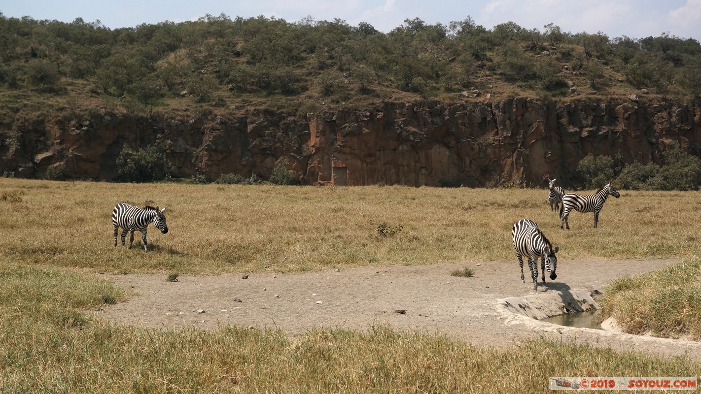 Hell's Gate - Zebra
Mots-clés: Hippo Point KEN Kenya Nakuru Hell's Gate animals zebre