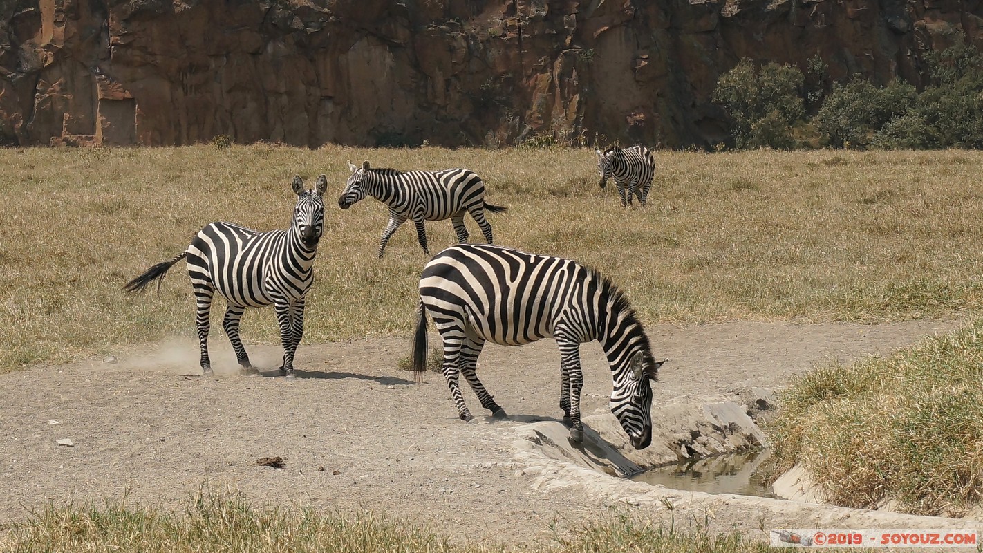 Hell's Gate - Zebra
Mots-clés: Hippo Point KEN Kenya Nakuru Hell's Gate animals zebre