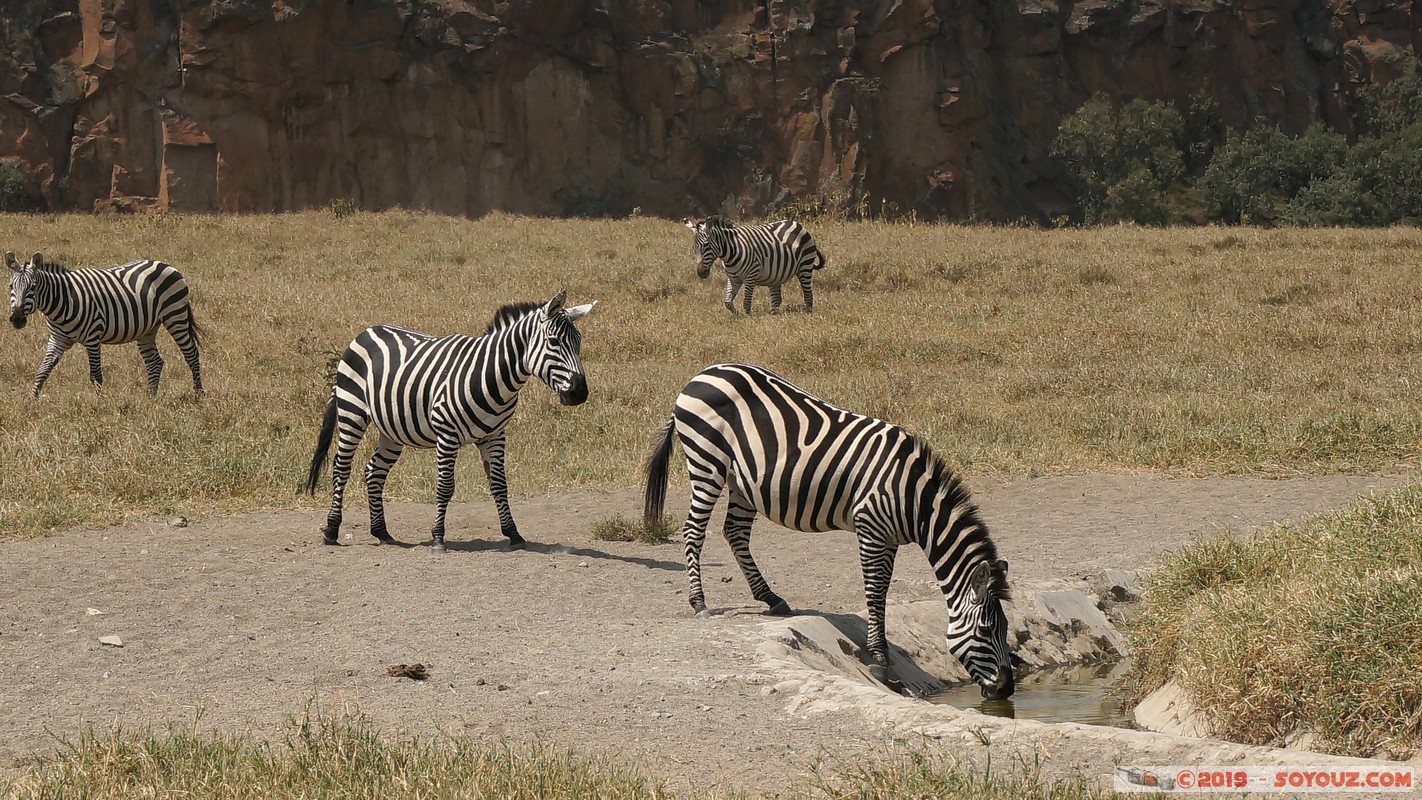 Hell's Gate - Zebra
Mots-clés: Hippo Point KEN Kenya Nakuru Hell's Gate animals zebre