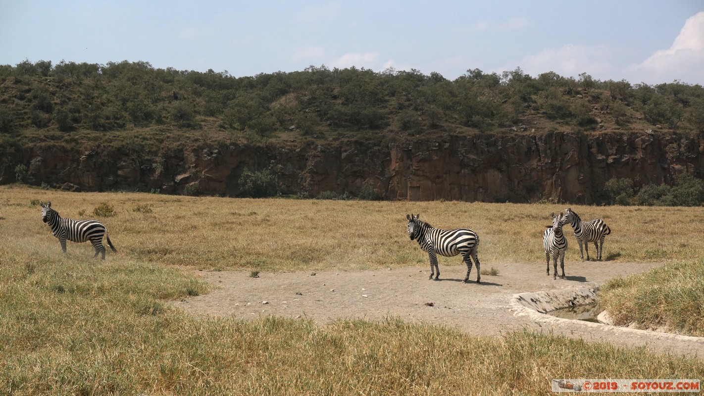 Hell's Gate - Zebra
Mots-clés: Hippo Point KEN Kenya Nakuru Hell's Gate animals zebre