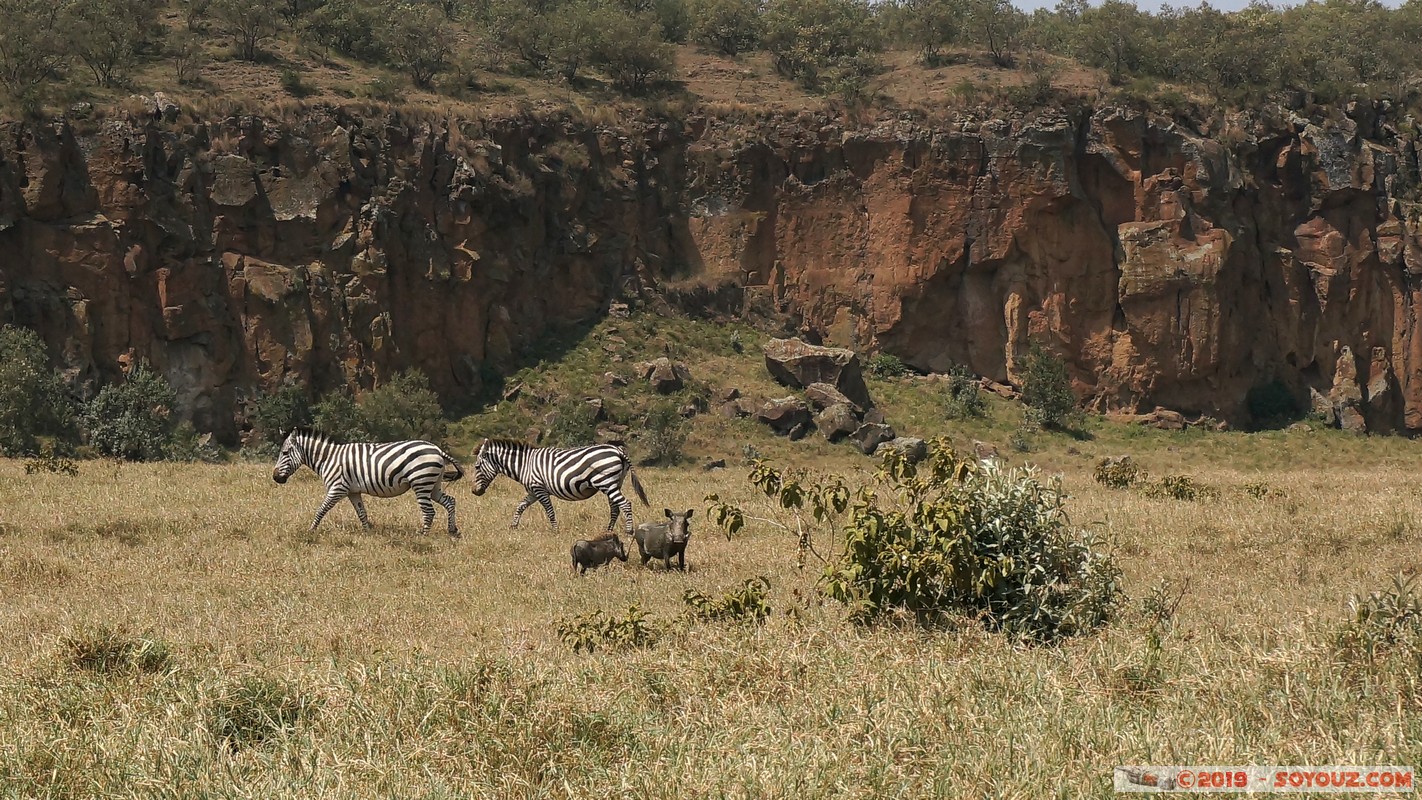 Hell's Gate - Warthog
Mots-clés: Hippo Point KEN Kenya Nakuru Hell's Gate animals zebre Phacochere