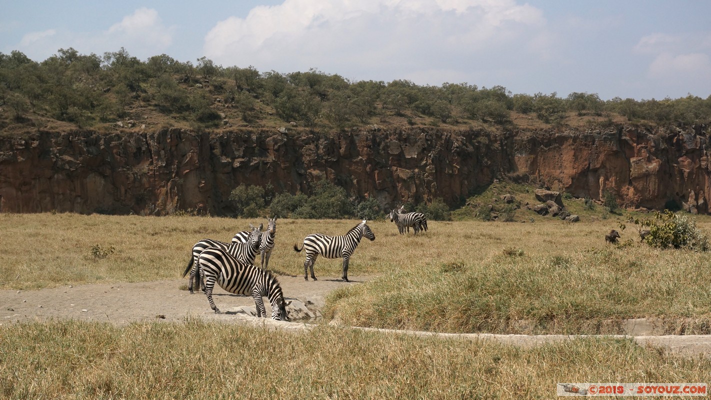 Hell's Gate - Zebra
Mots-clés: Hippo Point KEN Kenya Nakuru Hell's Gate animals zebre