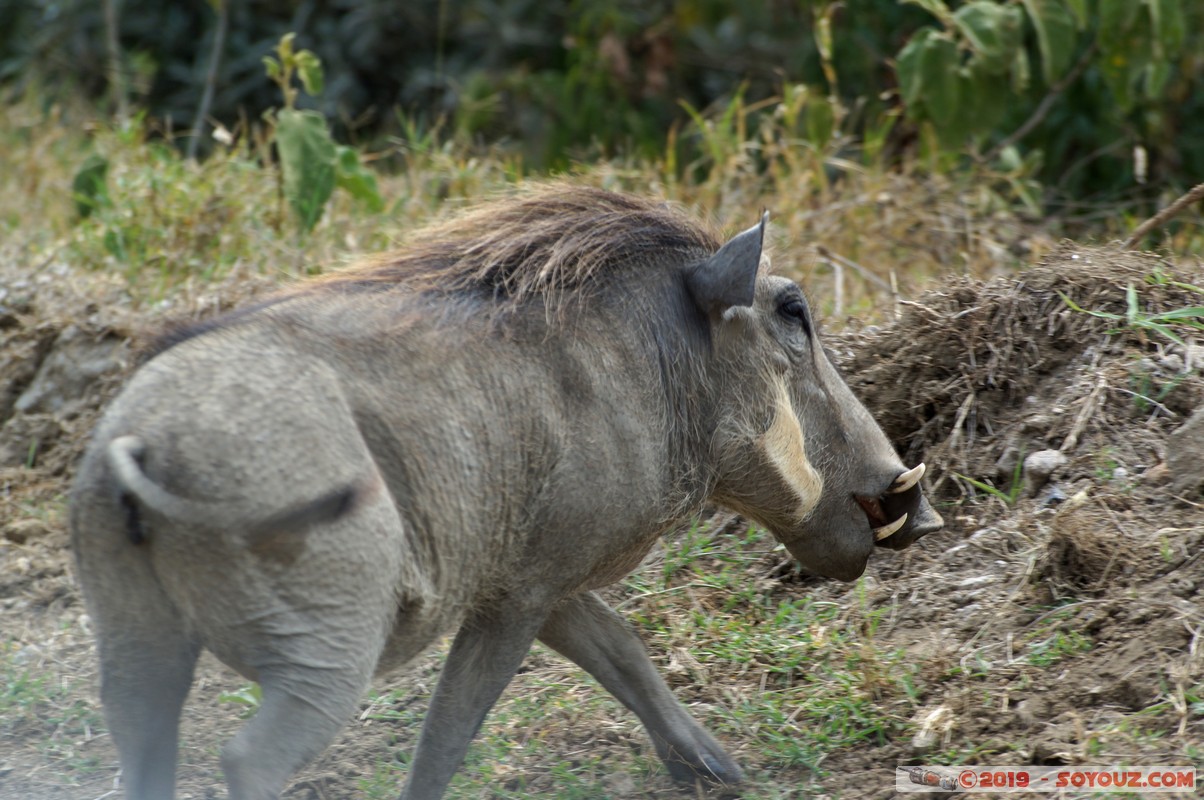 Hell's Gate - Warthog
Mots-clés: KEN Kenya Lolonito Narok Hell's Gate animals Phacochere