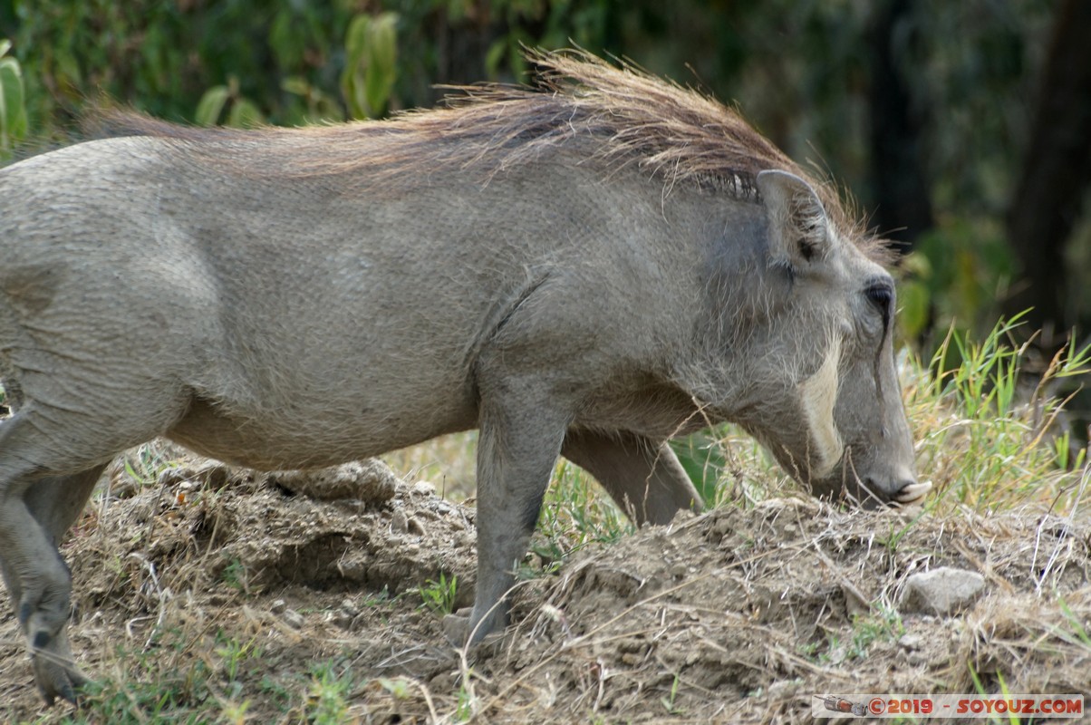 Hell's Gate - Warthog
Mots-clés: KEN Kenya Lolonito Narok Hell's Gate animals Phacochere