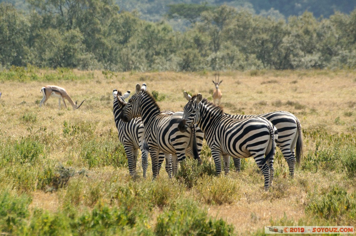 Hell's Gate - Zebra
Mots-clés: KEN Kenya Lolonito Narok Hell's Gate animals zebre