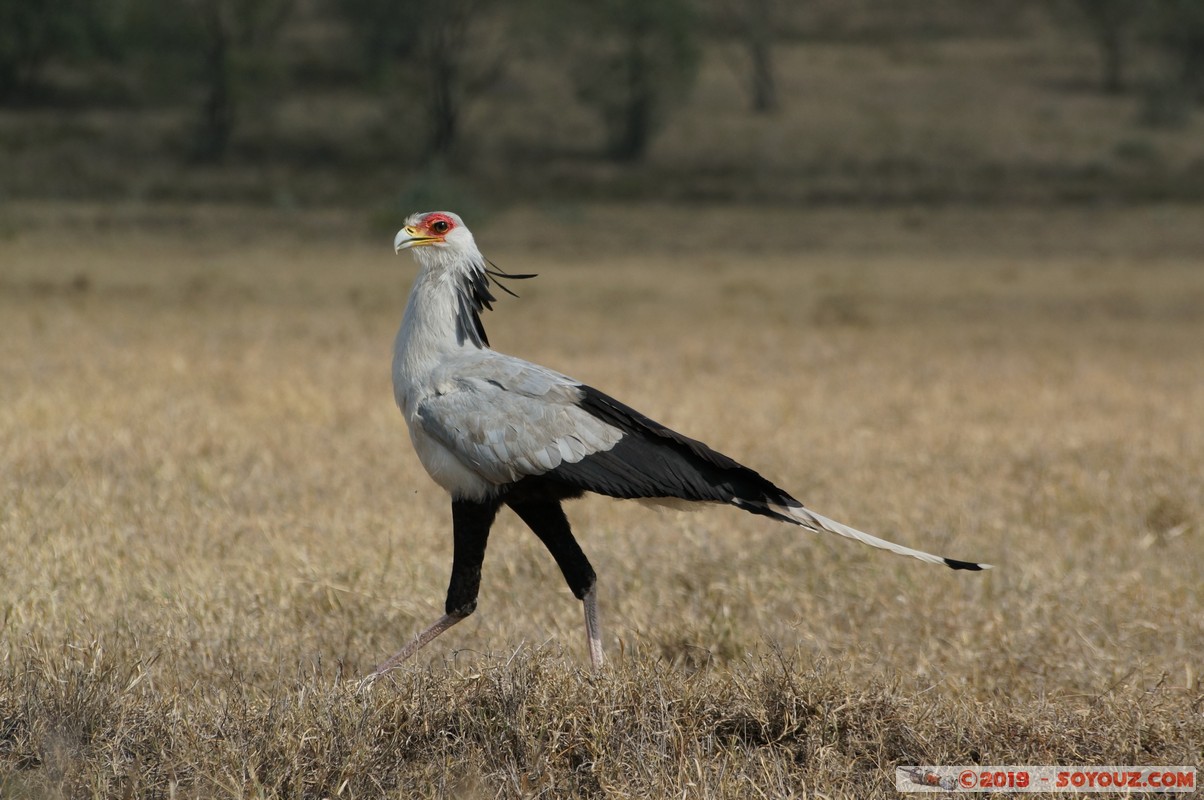 Hell's Gate - Secretarybird
Mots-clés: KEN Kenya Longonot Nakuru Hell's Gate animals oiseau Messager sagittaire Secretaire