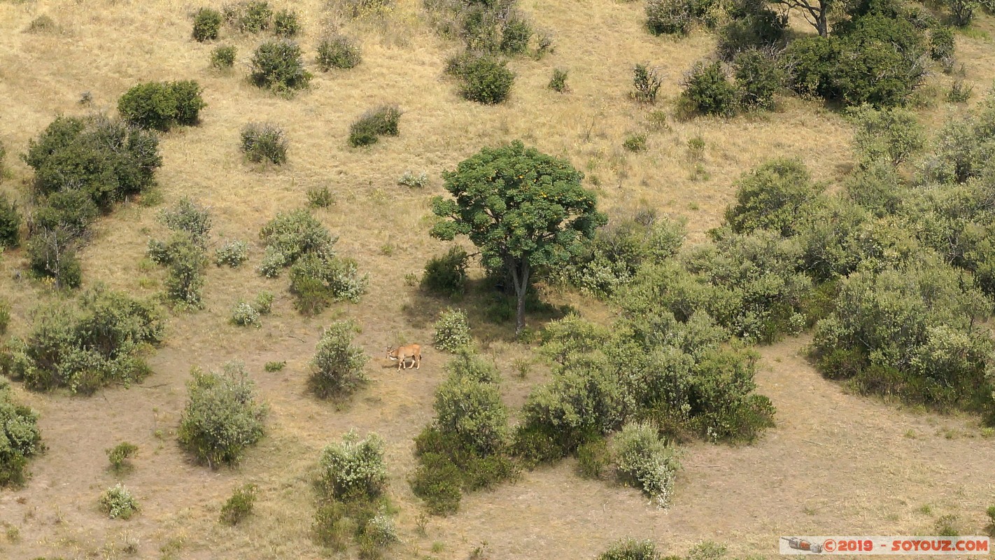 Nakuru - Crater lake - Common eland
Mots-clés: KEN Kenya Lentolia Stud Nakuru Crater lake animals Eland