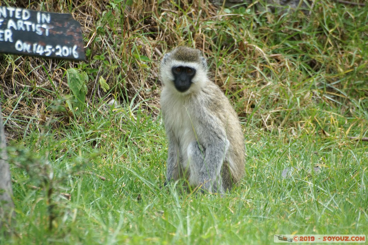 Nakuru - Crater lake - Vervet Monkey
Mots-clés: KEN Kenya Lentolia Stud Nakuru Crater lake animals singes Vervet