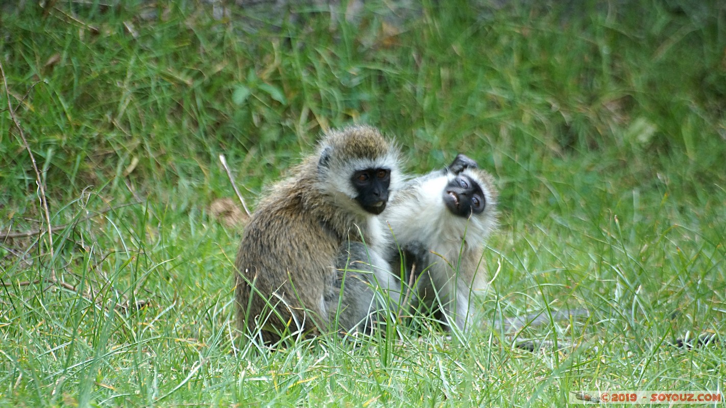 Nakuru - Crater lake - Vervet Monkey
Mots-clés: KEN Kenya Lentolia Stud Nakuru Crater lake animals singes Vervet