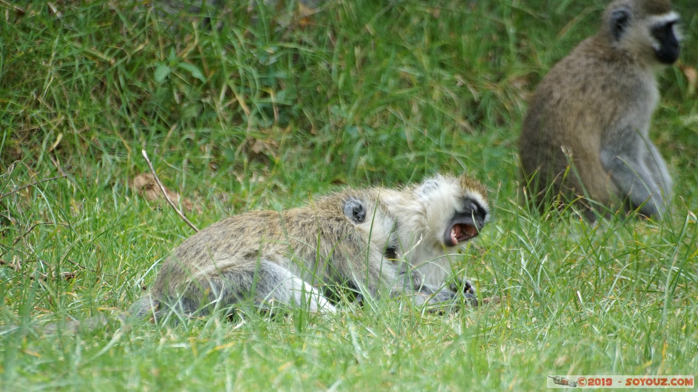 Nakuru - Crater lake - Vervet Monkey
Mots-clés: KEN Kenya Lentolia Stud Nakuru Crater lake animals singes Vervet