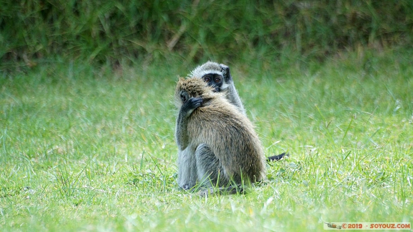 Nakuru - Crater lake - Vervet Monkey
Mots-clés: KEN Kenya Lentolia Stud Nakuru Crater lake animals singes Vervet