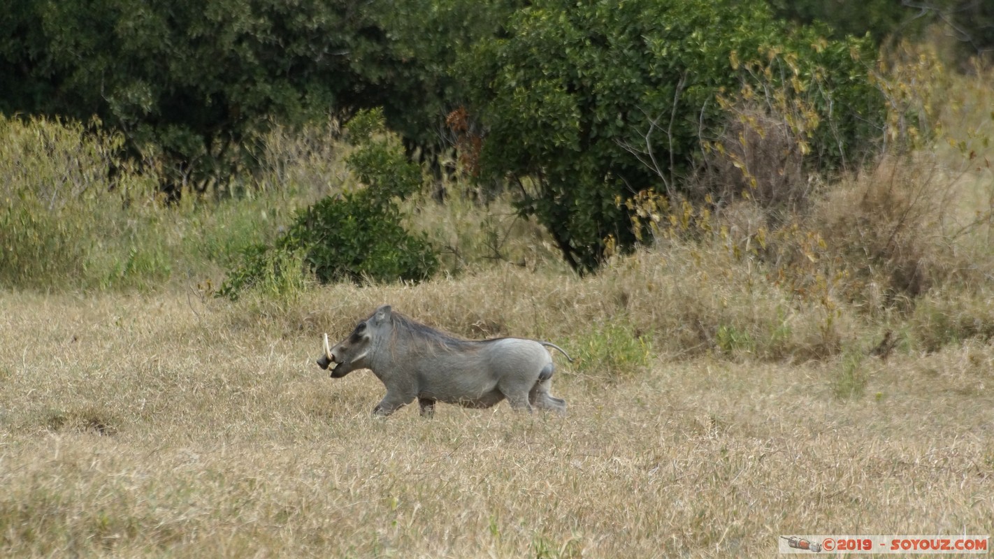 Nakuru - Crater lake - Warhog
Mots-clés: KEN Kenya Lentolia Stud Nakuru Crater lake animals Phacochere