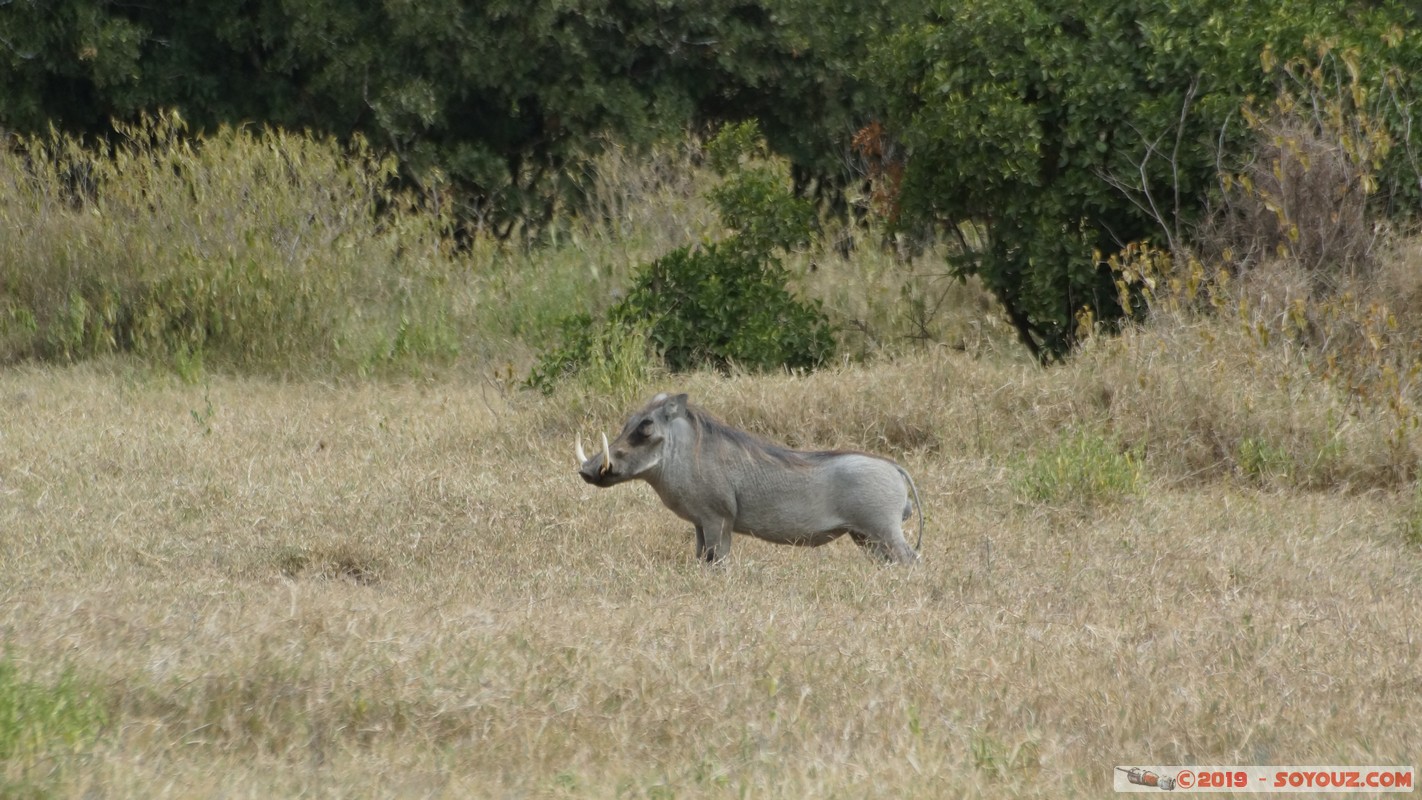 Nakuru - Crater lake - Warhog
Mots-clés: KEN Kenya Lentolia Stud Nakuru Crater lake animals Phacochere