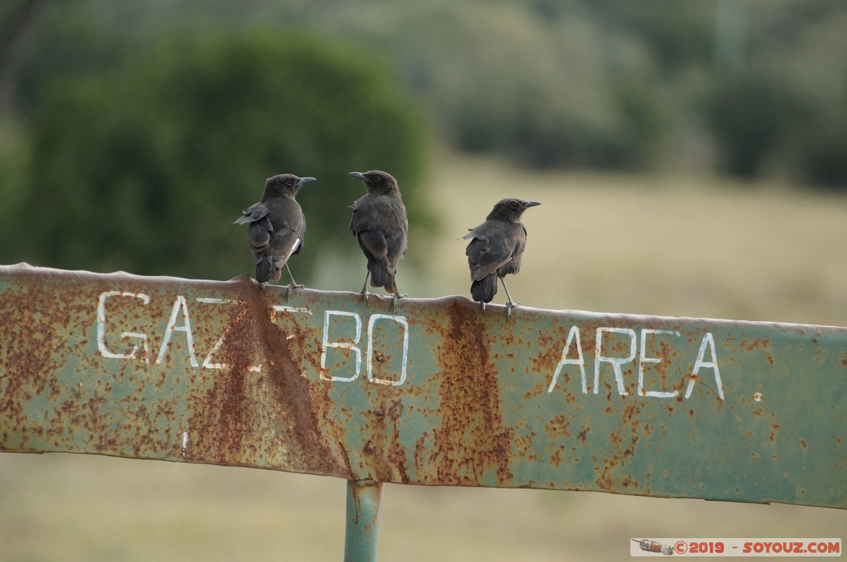 Nakuru - Crater lake - Northern Anteater Chat
Mots-clés: KEN Kenya Lentolia Stud Nakuru Crater lake animals oiseau Northern Anteater Chat