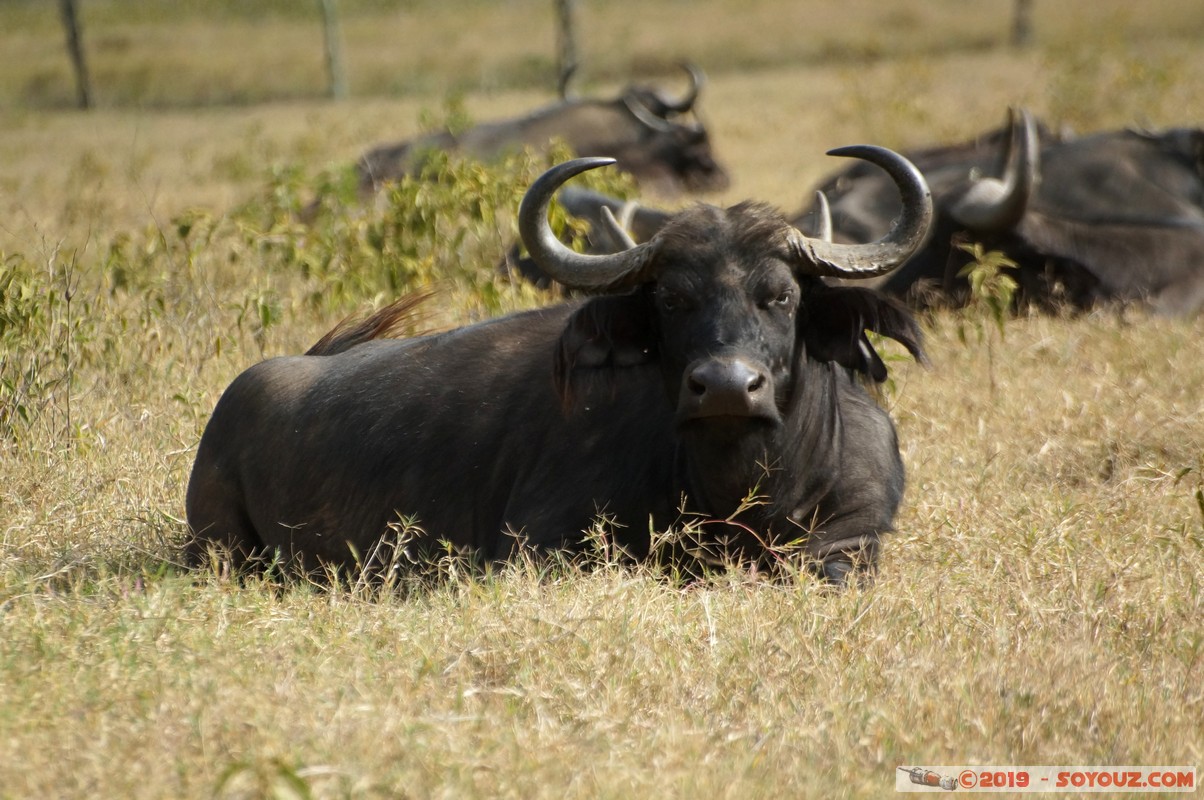 Nakuru - Crater lake - Buffalo
Mots-clés: KEN Kenya Lentolia Stud Nakuru Crater lake animals Buffle