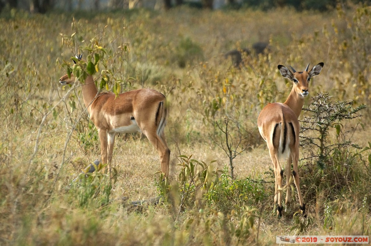 Nakuru - Crater lake - Grant's Gazelle
Mots-clés: KEN Kenya Lentolia Stud Nakuru Crater lake animals Grant&#039;s Gazelle