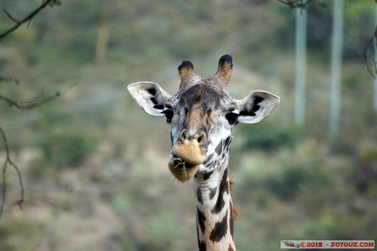 Nakuru - Giraffe
Mots-clés: KEN Kenya Kongoni Nakuru animals Giraffe