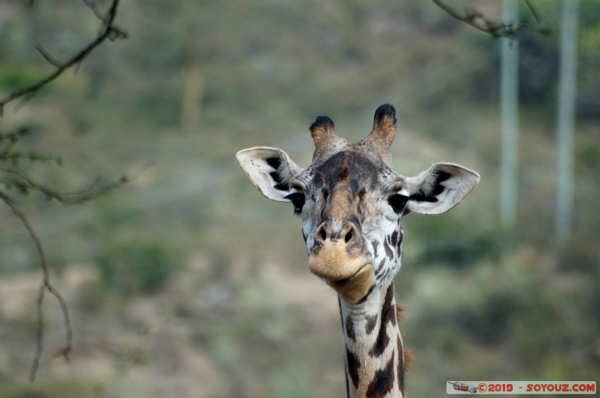 Nakuru - Giraffe
Mots-clés: KEN Kenya Kongoni Nakuru animals Giraffe