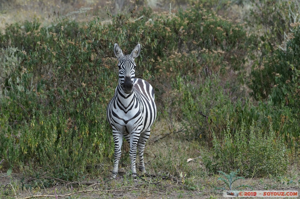 Nakuru - Zebra
Mots-clés: KEN Kenya Kongoni Nakuru animals zebre