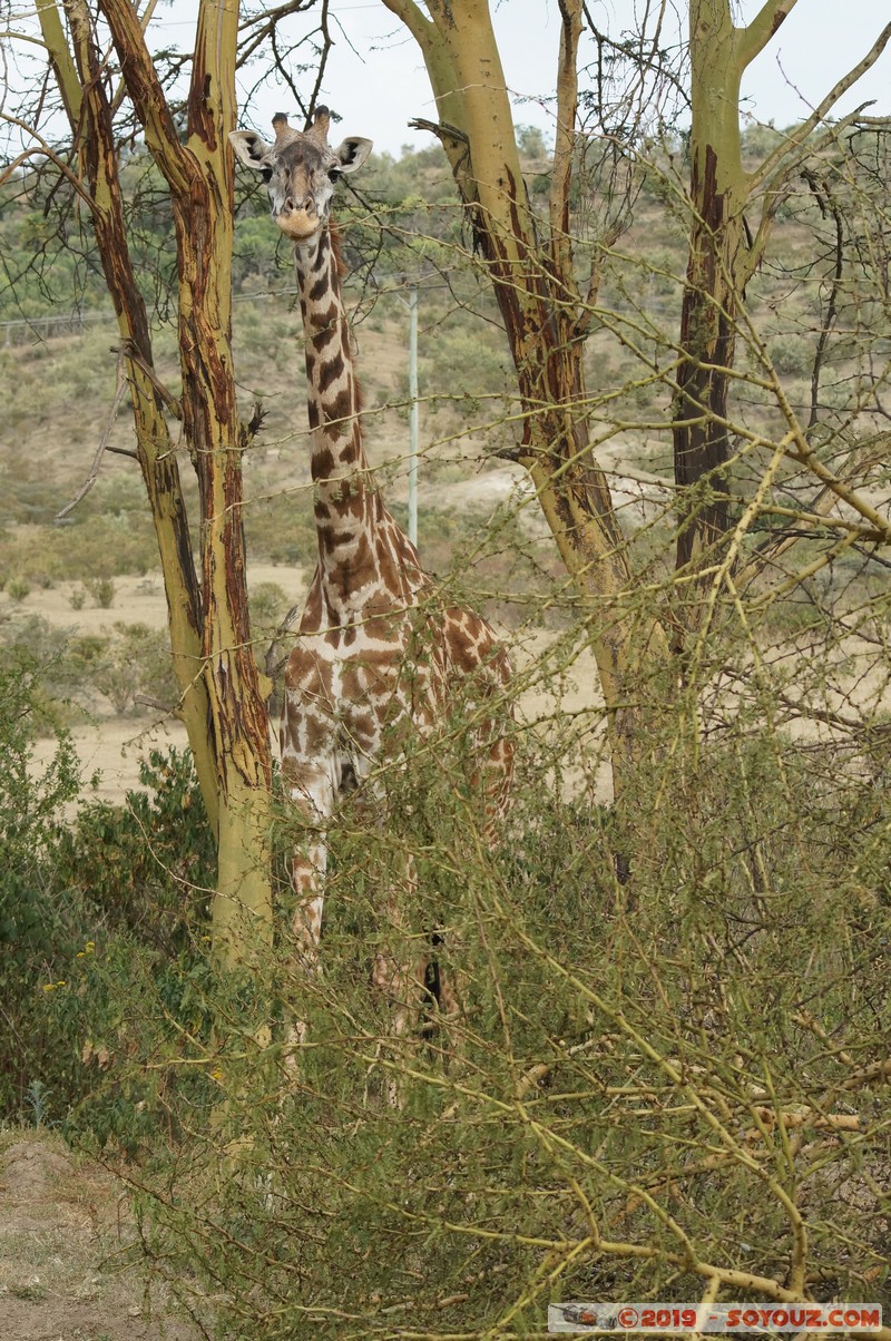 Nakuru - Giraffe
Mots-clés: KEN Kenya Kongoni Nakuru animals Giraffe