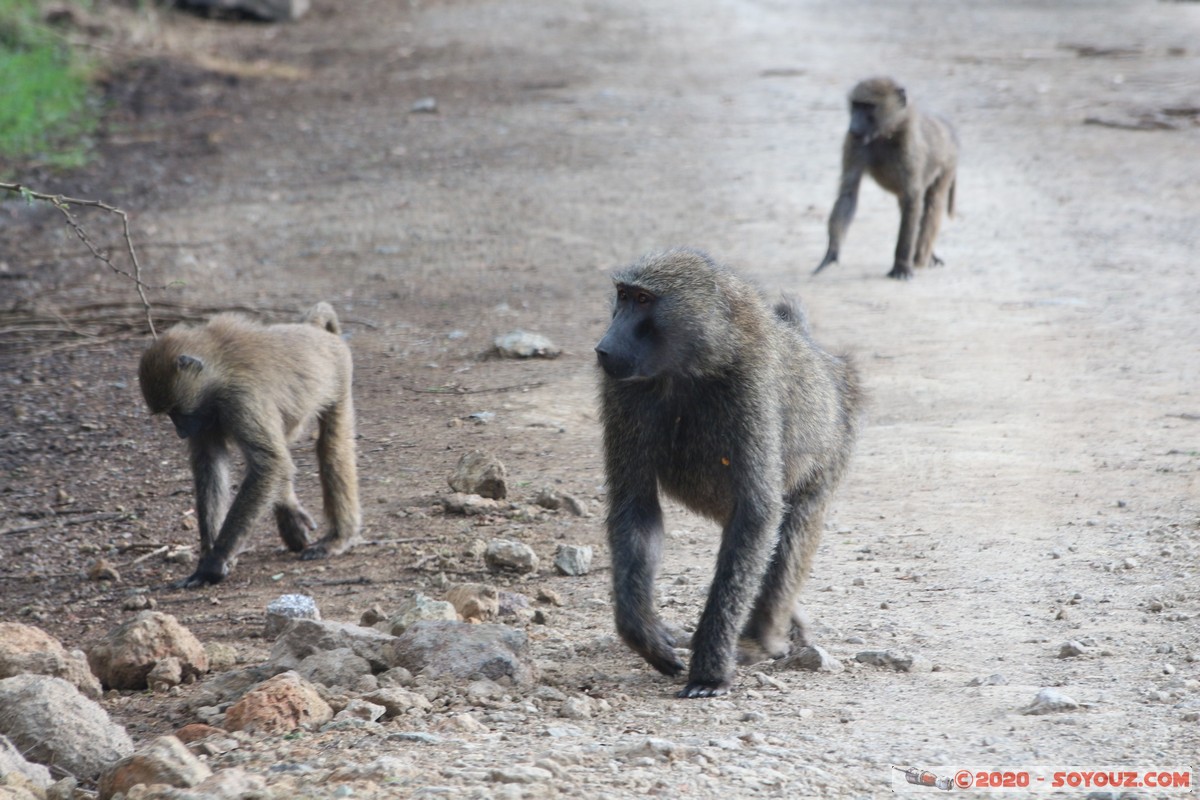 Lake Nakuru National Park - Baboon
Mots-clés: KEN Kenya Nakuru Nderit Lake Nakuru National Park animals singes Babouin