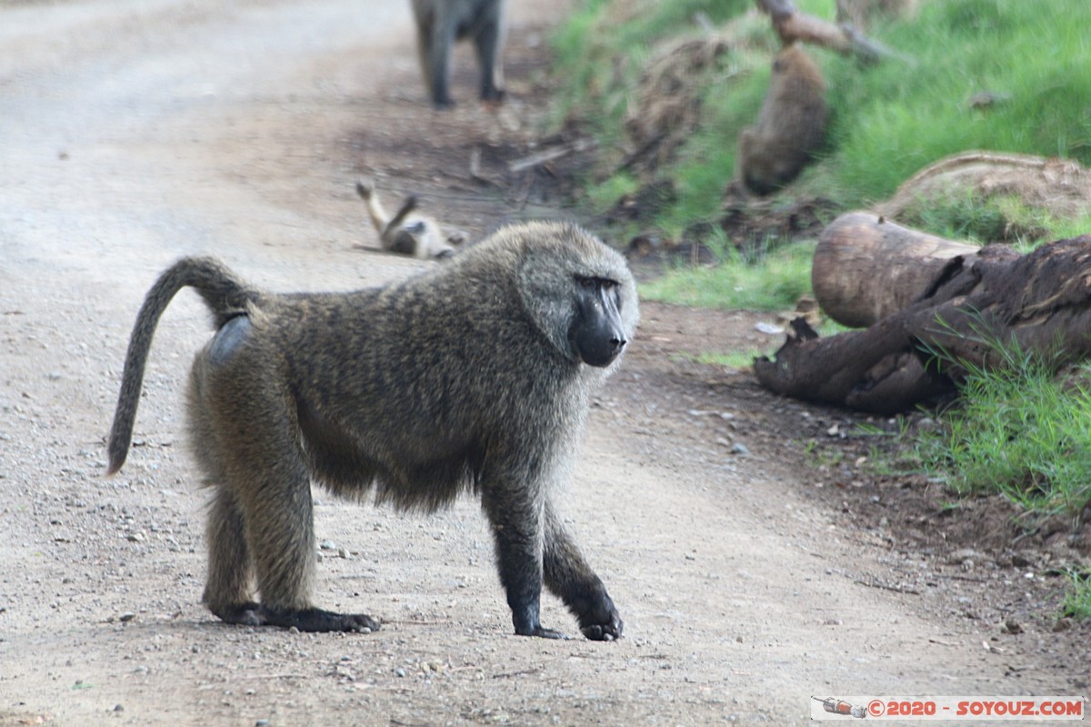 Lake Nakuru National Park - Baboon
Mots-clés: KEN Kenya Nakuru Nderit Lake Nakuru National Park animals singes Babouin