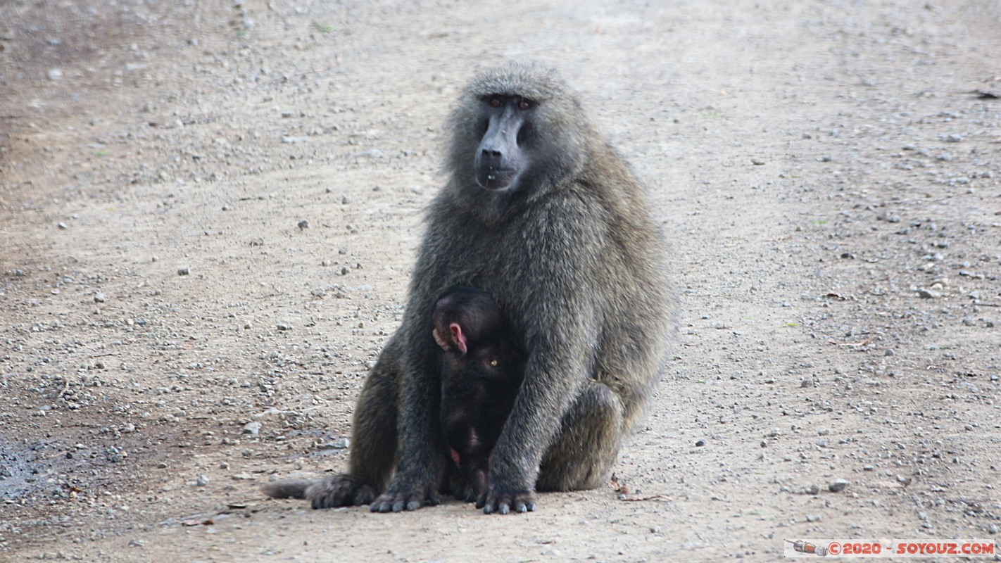 Lake Nakuru National Park - Baboon
Mots-clés: KEN Kenya Nakuru Nderit Lake Nakuru National Park animals singes Babouin