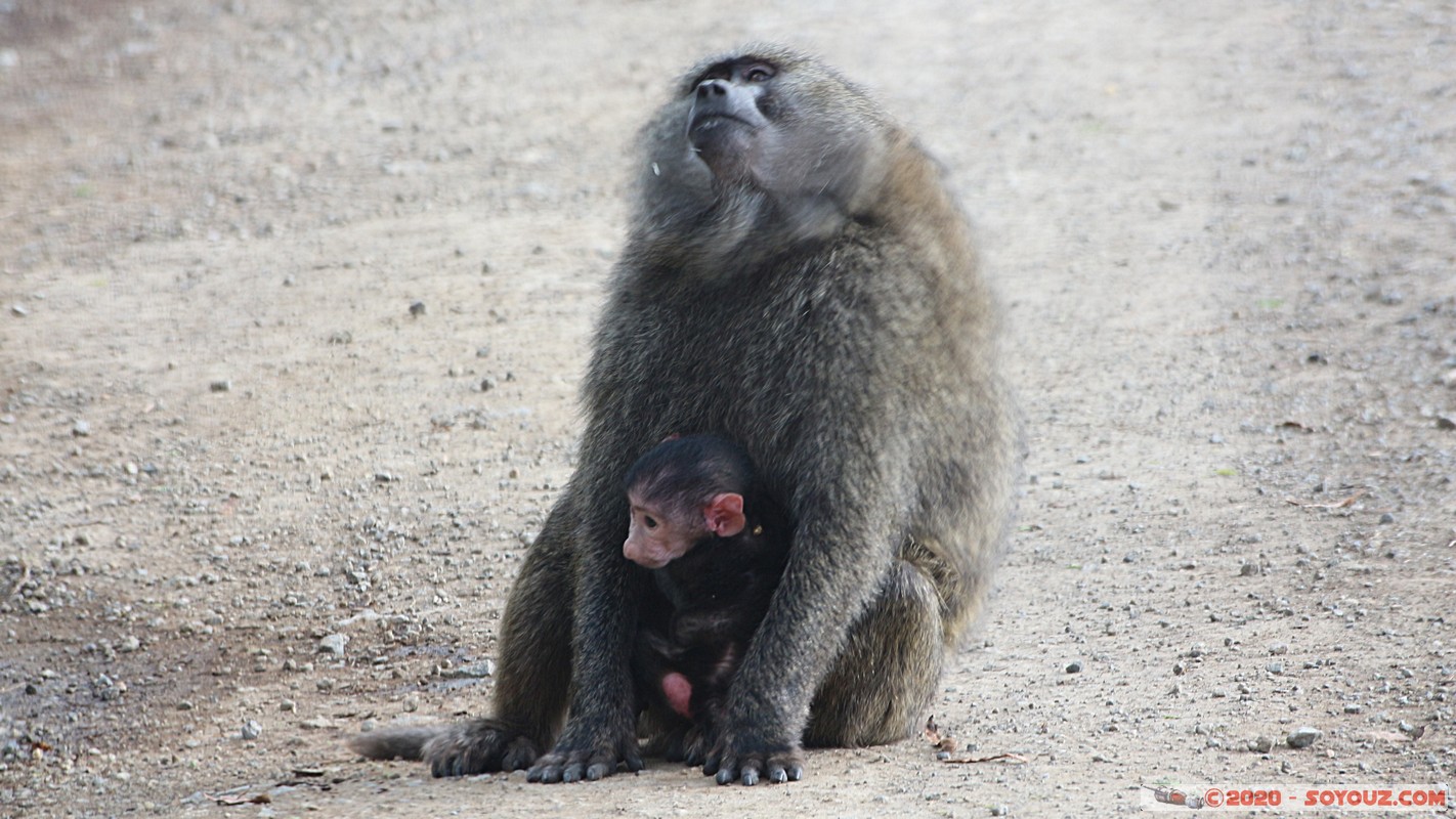 Lake Nakuru National Park - Baboon
Mots-clés: KEN Kenya Nakuru Nderit Lake Nakuru National Park animals singes Babouin