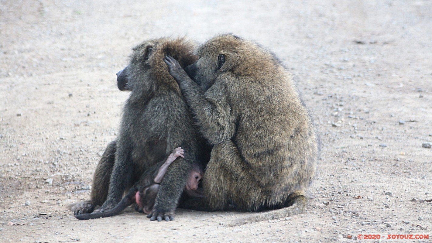 Lake Nakuru National Park - Baboon
Mots-clés: KEN Kenya Nakuru Nderit Lake Nakuru National Park animals singes Babouin