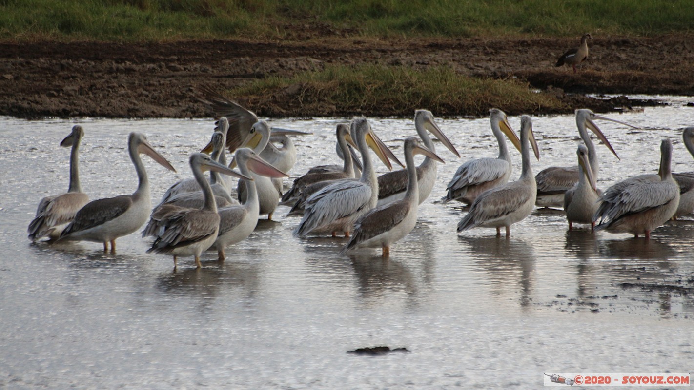 Lake Nakuru National Park - Pelican
Mots-clés: KEN Kenya Nakuru Nderit Lake Nakuru National Park animals oiseau pelican Lac