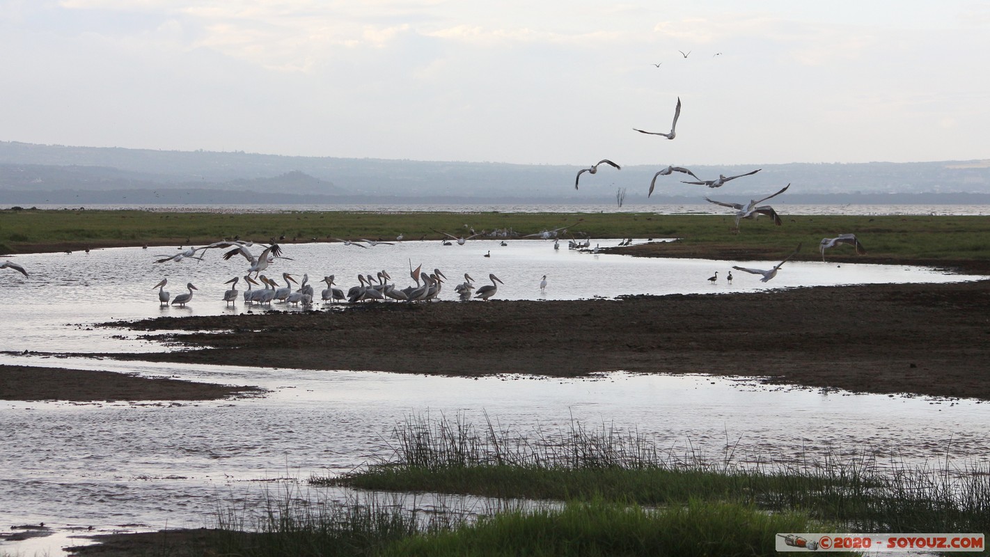 Lake Nakuru National Park - Pelican
Mots-clés: KEN Kenya Nakuru Nderit Lake Nakuru National Park animals oiseau pelican Lac